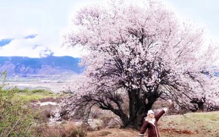 三月底四月初西藏林芝桃花路线怎么安排？三四月去林芝看桃花要怎么安排路线呢？