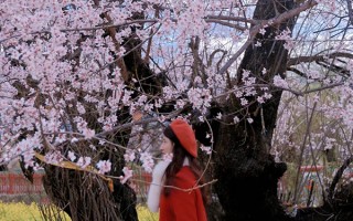 林芝桃花节行程安排什么路线更好？去林芝看桃花走什么路线更合适？