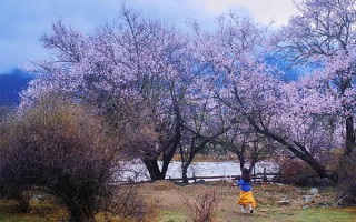 成都出发到林芝旅游需要多少钱？从成都去林芝玩一趟每人要花多少钱？