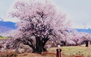 跟团去西藏注意事项有哪些？去西藏跟团玩要注意什么地方？