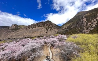 成都出发到林芝旅游人均费用是多少？从成都去林芝玩一趟人均需要多少钱？