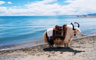 现在从哈尔滨去西藏旅游多钱？现在从哈尔滨去西藏玩的人均费用是多少？