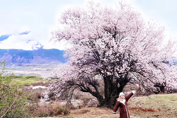 林芝桃花3已发.jpg
