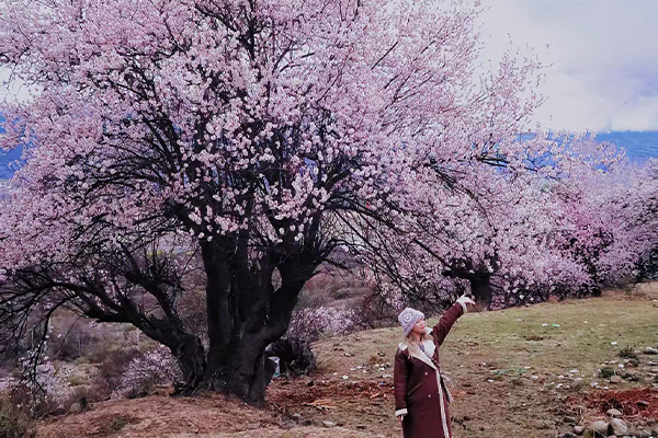 林芝桃花2已发2.0.jpg