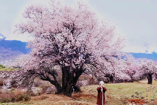 林芝桃花4已发.jpg