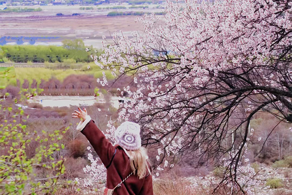 林芝桃花1已发2.0.jpg