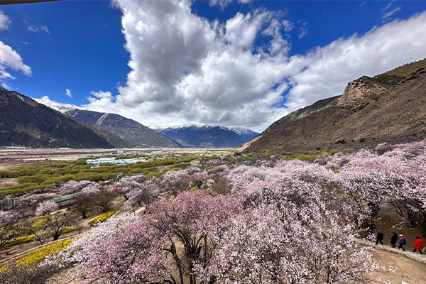 林芝桃花8已发.jpg