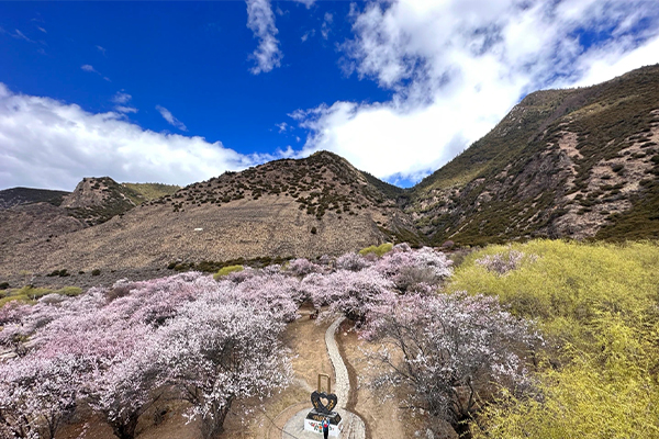 林芝桃花9已发.jpg