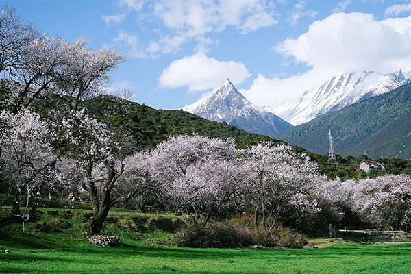 林芝桃花17已发.jpg