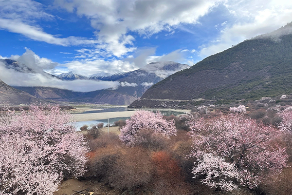 林芝桃花10已发4.0 攻略2.0.jpg