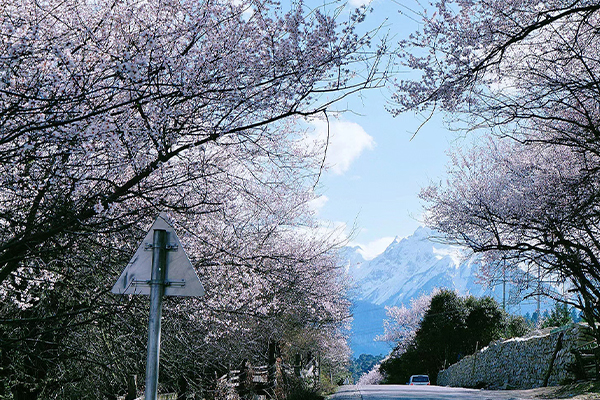 林芝桃花16已发4.0 攻略.jpg